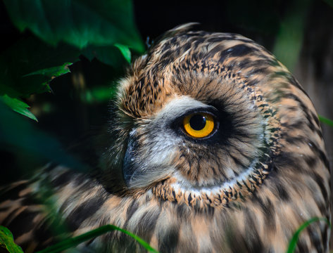 The short-eared owl (Asio flammeus).