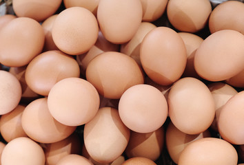 chicken egg background