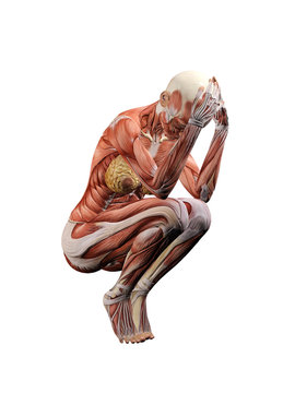 Female muscle anatomy depressed and exhausted 3D Illustration
