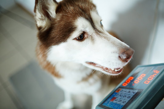 Husky Dog On Electronic Scale