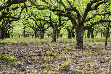 Beautiful pear trees in early spring, Sussex, England, selective focus