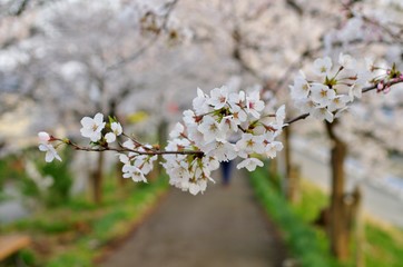 満開の桜の花