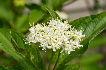 the bloom of a shrub whose name is unknown