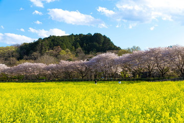 日本の春、桜と菜の花の風景