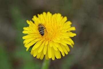 Bee nashed by dandelion