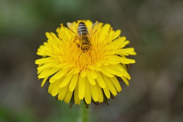 Bee nashed by dandelion