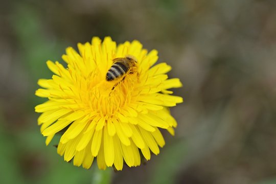 Bee nashed by dandelion