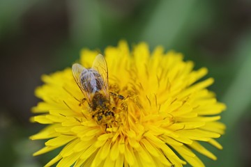 Bee nashed by dandelion