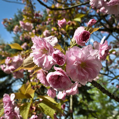 Pink tree blossom