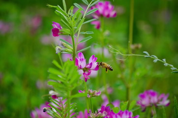 レンゲソウとミチバチ