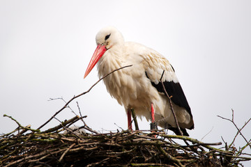 Storch im Nest