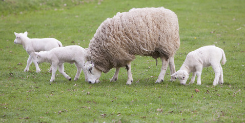 sheep and lambs in spring landscape near veenendaal in the dutch province of utrecht