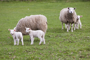Schafe und Lämmer in Frühlingslandschaft bei Veenendaal in der niederländischen Provinz Utrecht