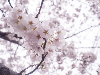 桜　滋賀