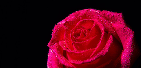 Pink rose with water drops on a black background.