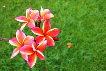 Fototapeta premium Pink Plumeria in the garden