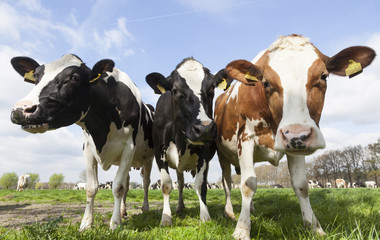 closeup of black red and white cows in dutch meadow on sunny spring day