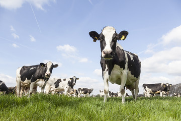 Nahaufnahme von schwarzen und weißen Kühen auf der holländischen Wiese an einem sonnigen Frühlingstag?