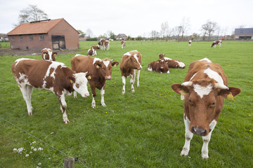 Fototapeta na wymiar young red and white cows with bull in meadow near Veenendaal in province of utrecht in holland