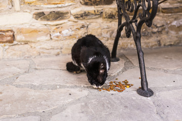 Street cats eating food - Concept of homeless animals