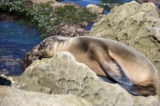 Sea Lion puppy - baby seal on the beach, La Jolla, California.	
