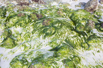 海苔・海藻