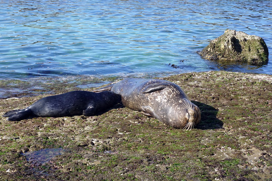 Sea Lion milking baby seal on the beach, La Jolla, California.	
