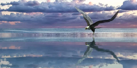 Foto op Aluminium Arend Vliegende adelaar