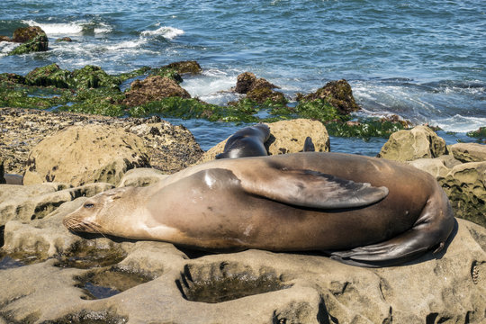 Sea Lion family on the beach, La Jolla, California.