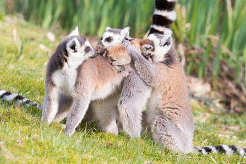 Ring-tailed lemur