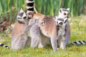 Ring-tailed lemur