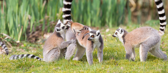 Ring-tailed lemur
