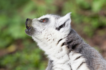 Sunbathing ring-tailed lemur in captivity