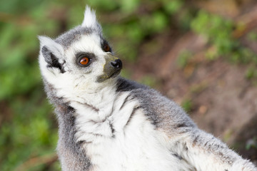 Fototapeta premium Sunbathing ring-tailed lemur in captivity