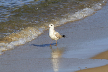 Ring-billed gull (Larus delawarensis) on the sandy shore of Lake Superior in Pictured Rocks National Lakeshore, Michigan, USA