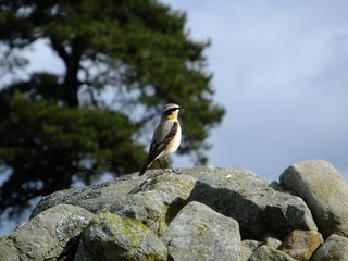 Male wheatear perched on stones
