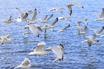 Ring-billed gulls (Larus delawarensis) flying over Lake Erie, Lorain, Ohio, USA