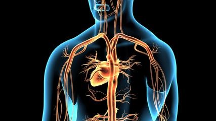 3d rendered anatomy illustration of a human body shape with heart and vascular system
