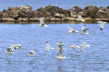 Obraz premium Ring-billed gulls (Larus delawarensis) flying over Lake Erie, Lorain, Ohio, USA