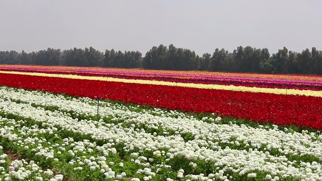 Multi colored rows of asian buttercup on a field