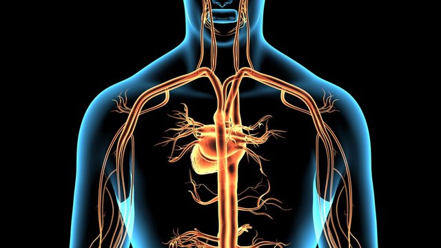 3d rendered anatomy illustration of a human body shape with heart and vascular system

