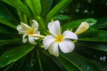 Fototapeta na wymiar Bunch of frangipani flowers in a tree