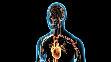 3d rendered anatomy illustration of a human body shape with heart and vascular system
