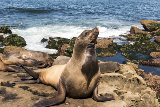 Sea Lion family on the beach, La Jolla, California.