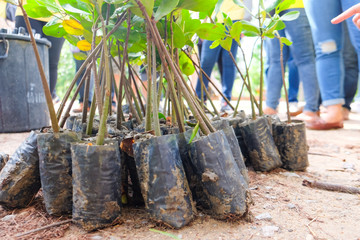 Young green mangrove trees preparing for plant at a reserve site