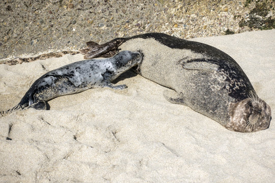Sea Lion milking baby seal on the beach, La Jolla, California.