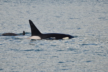 Orca