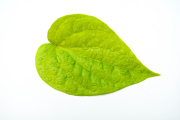 Fototapeta na wymiar green leaf drops isolated on white background
