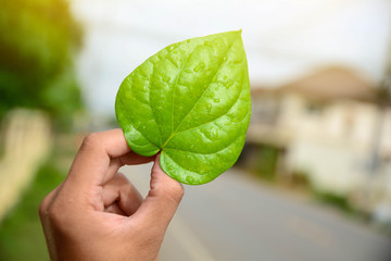 Green leaves of the plant in hand Natural background