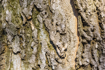 Old bark macro